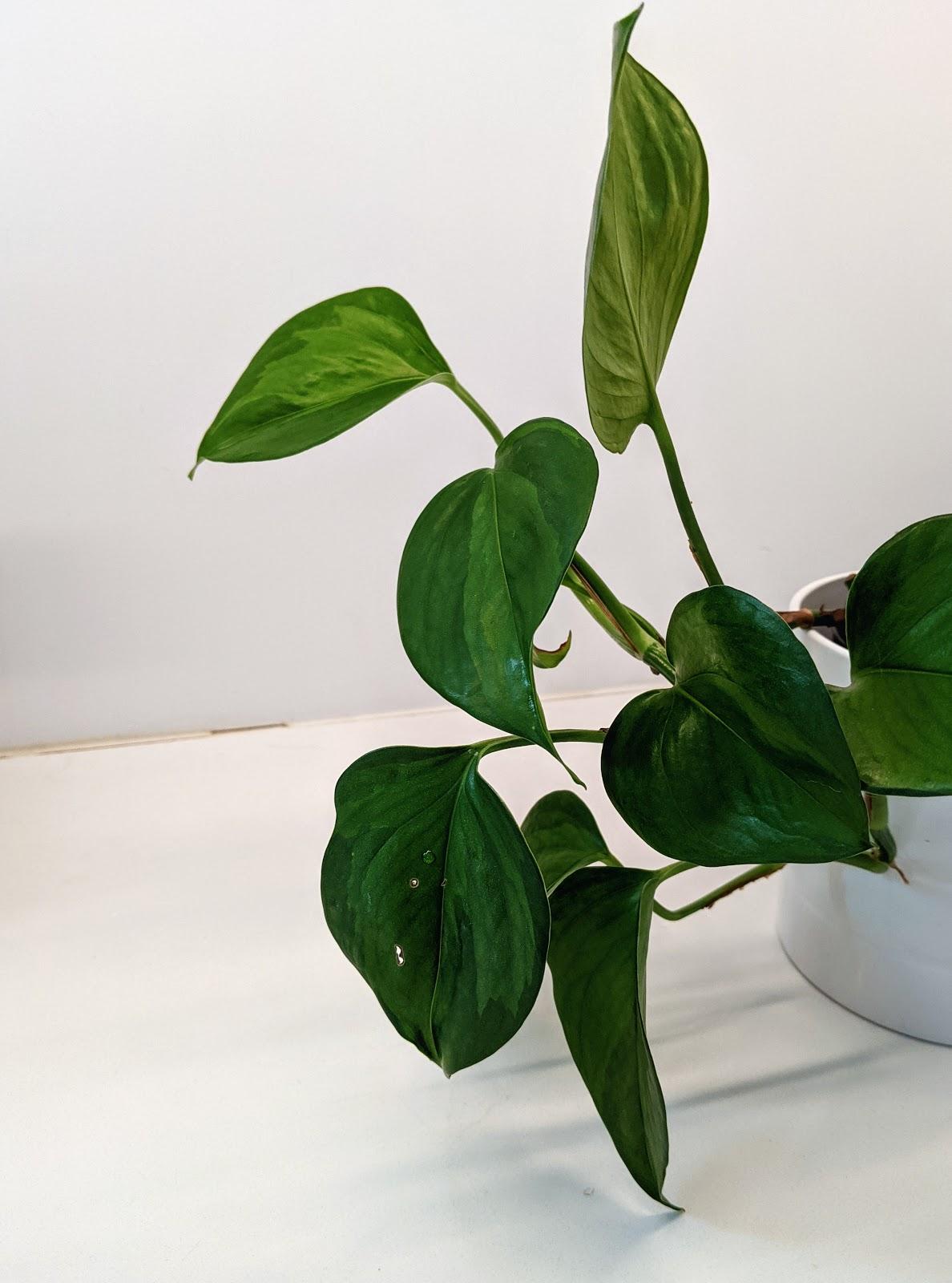 Pothos Epipremnum Aureum Jade - View 11 from www redcrocus com