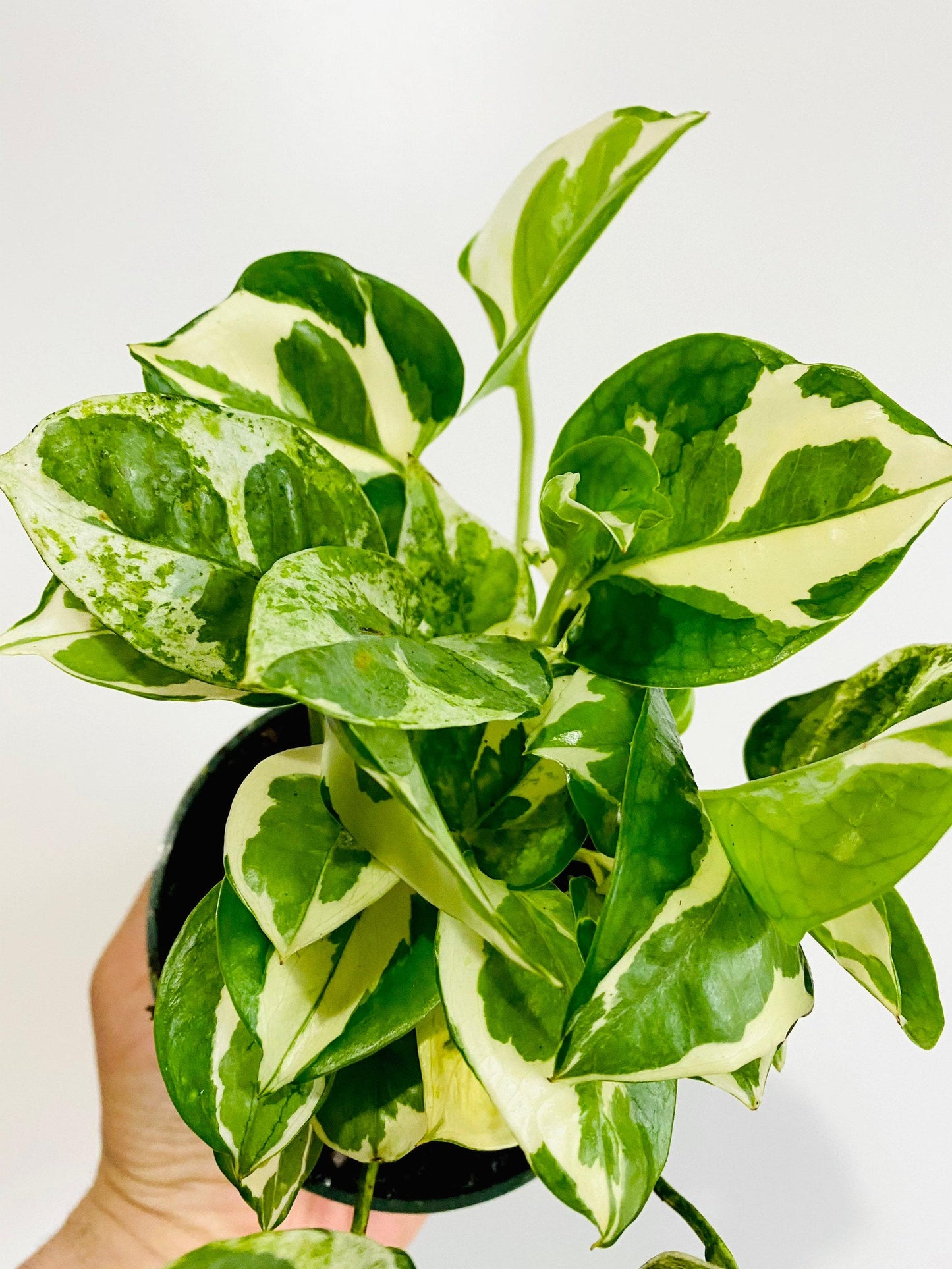 Pothos Epipremnum Aureum Jade - View 12 from www redcrocus com
