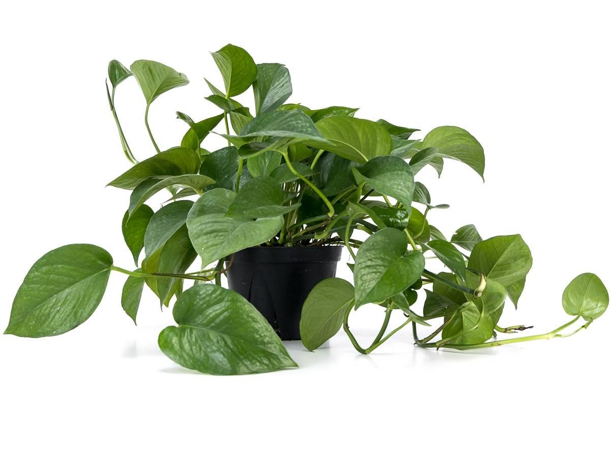 Pothos Epipremnum Aureum Jade - View 14 from www redcrocus com
