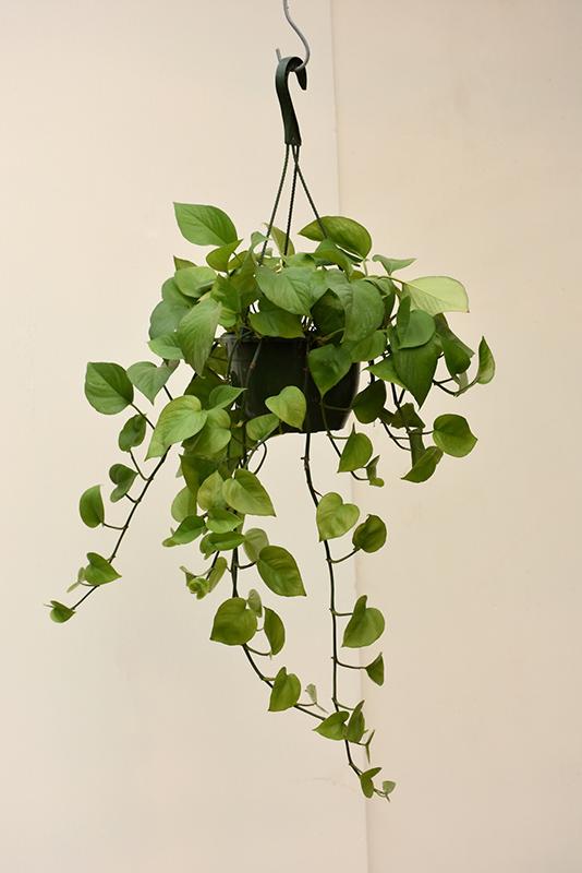 Pothos Epipremnum Aureum Jade - View 15 from www redcrocus com