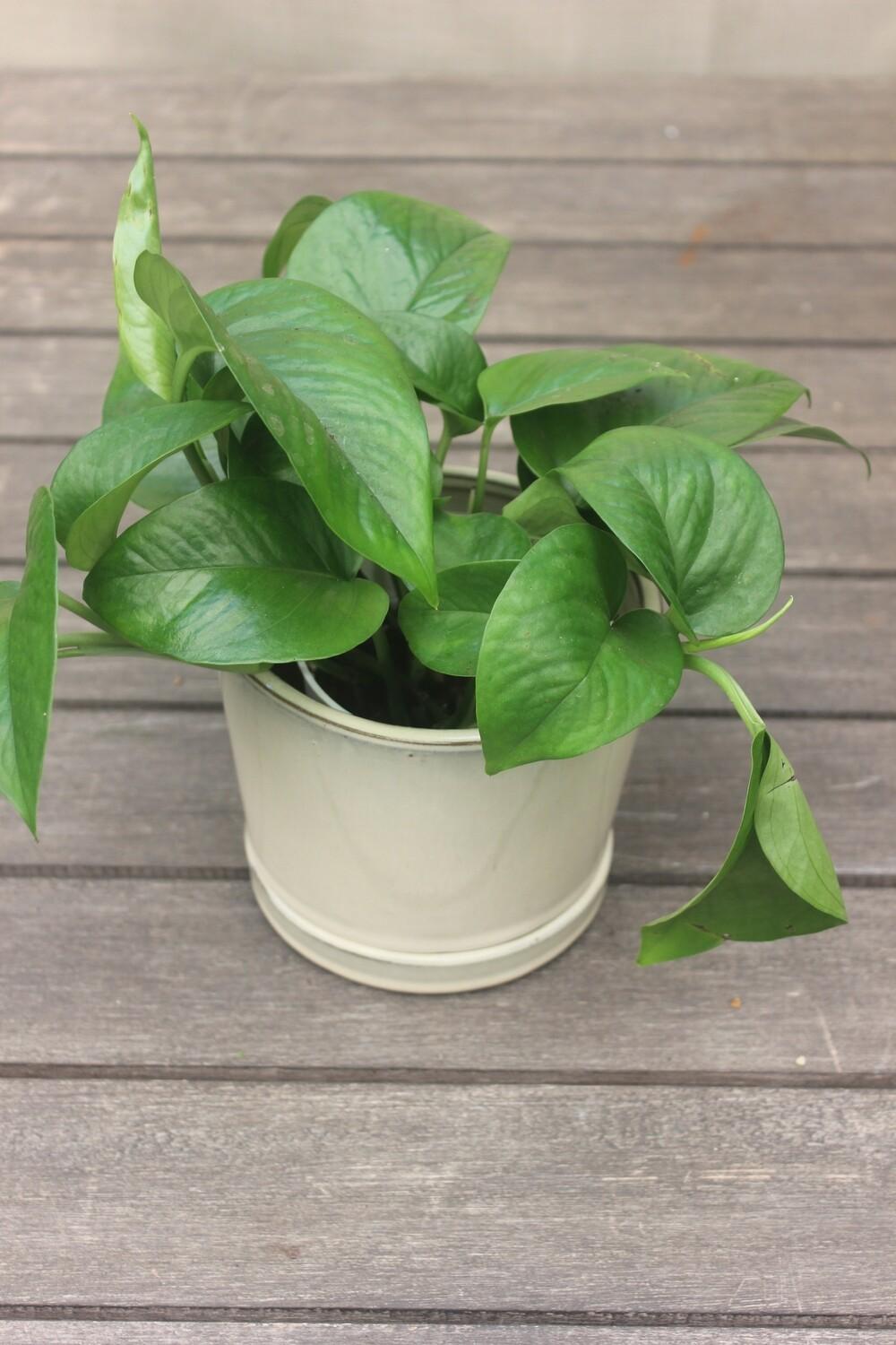 Pothos Epipremnum Aureum Jade - View 17 from www redcrocus com