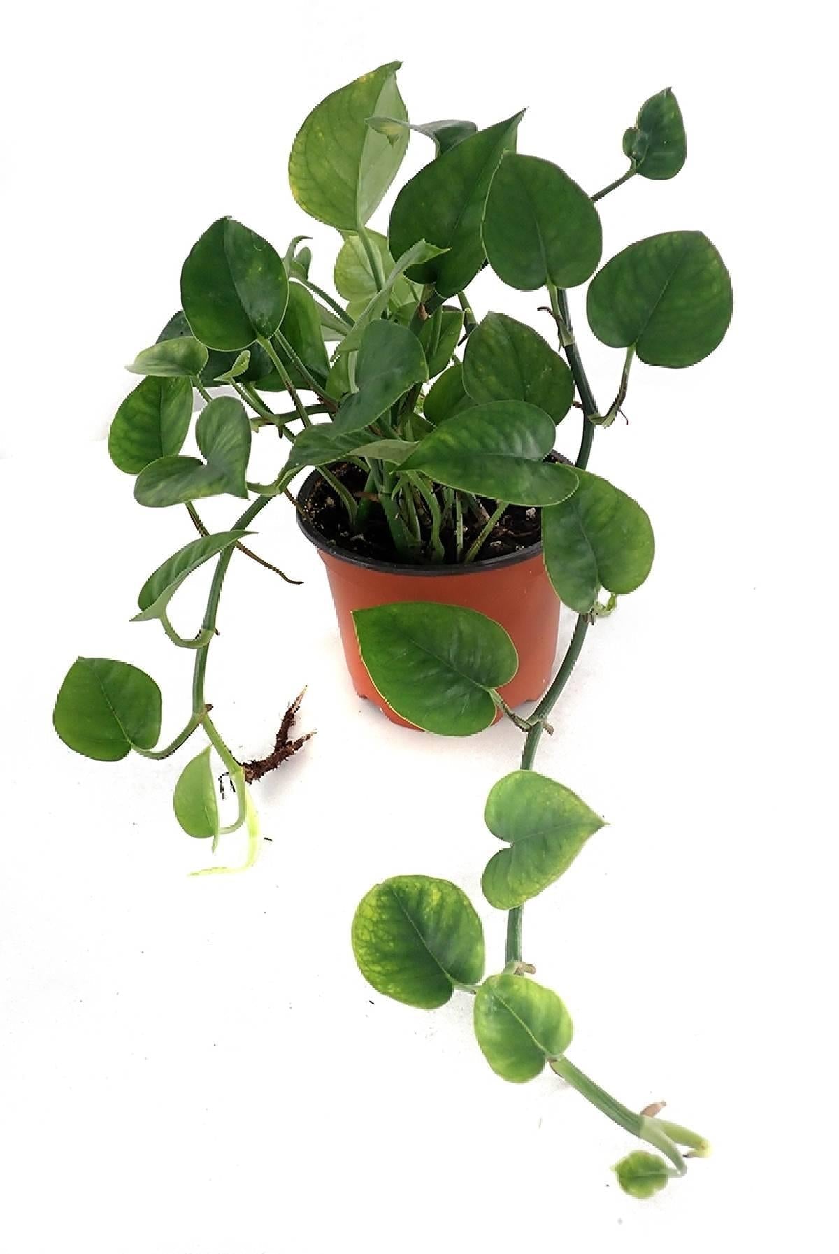 Pothos Epipremnum Aureum Jade - View 19 from www redcrocus com