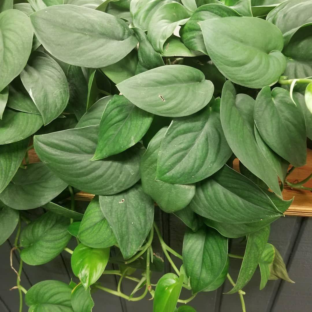 Pothos Epipremnum Aureum Jade - View 1 from www redcrocus com