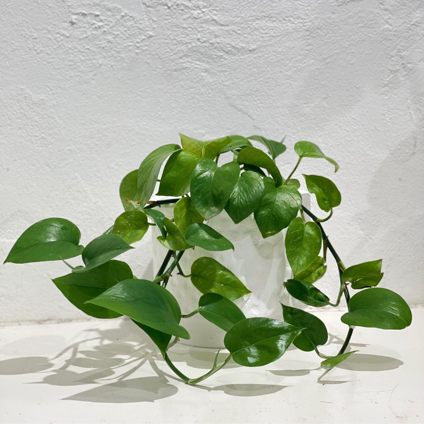 Pothos Epipremnum Aureum Jade - View 2 from www redcrocus com