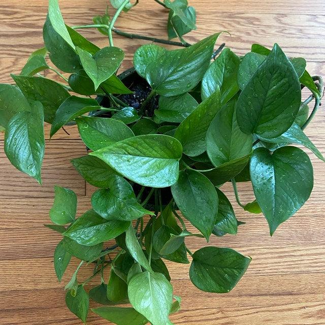 Pothos Epipremnum Aureum Jade - View 3 from www redcrocus com