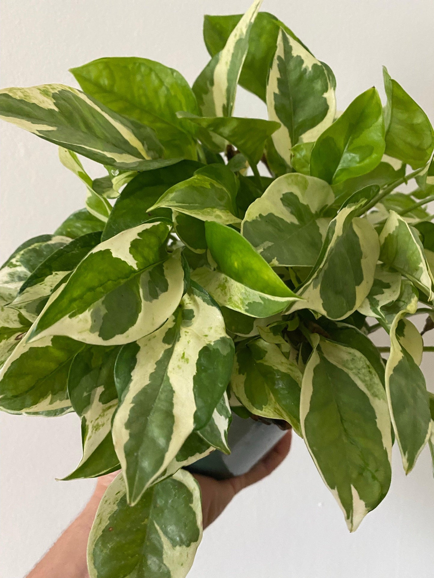 Pothos Epipremnum Aureum Jade - View 5 from www redcrocus com