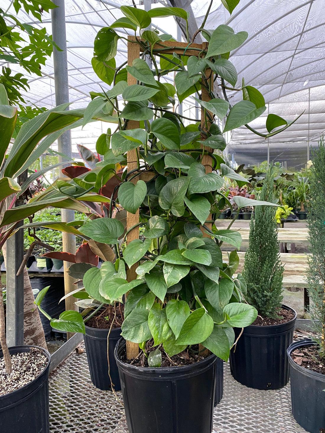 Pothos Epipremnum Aureum Jade - View 6 from www redcrocus com