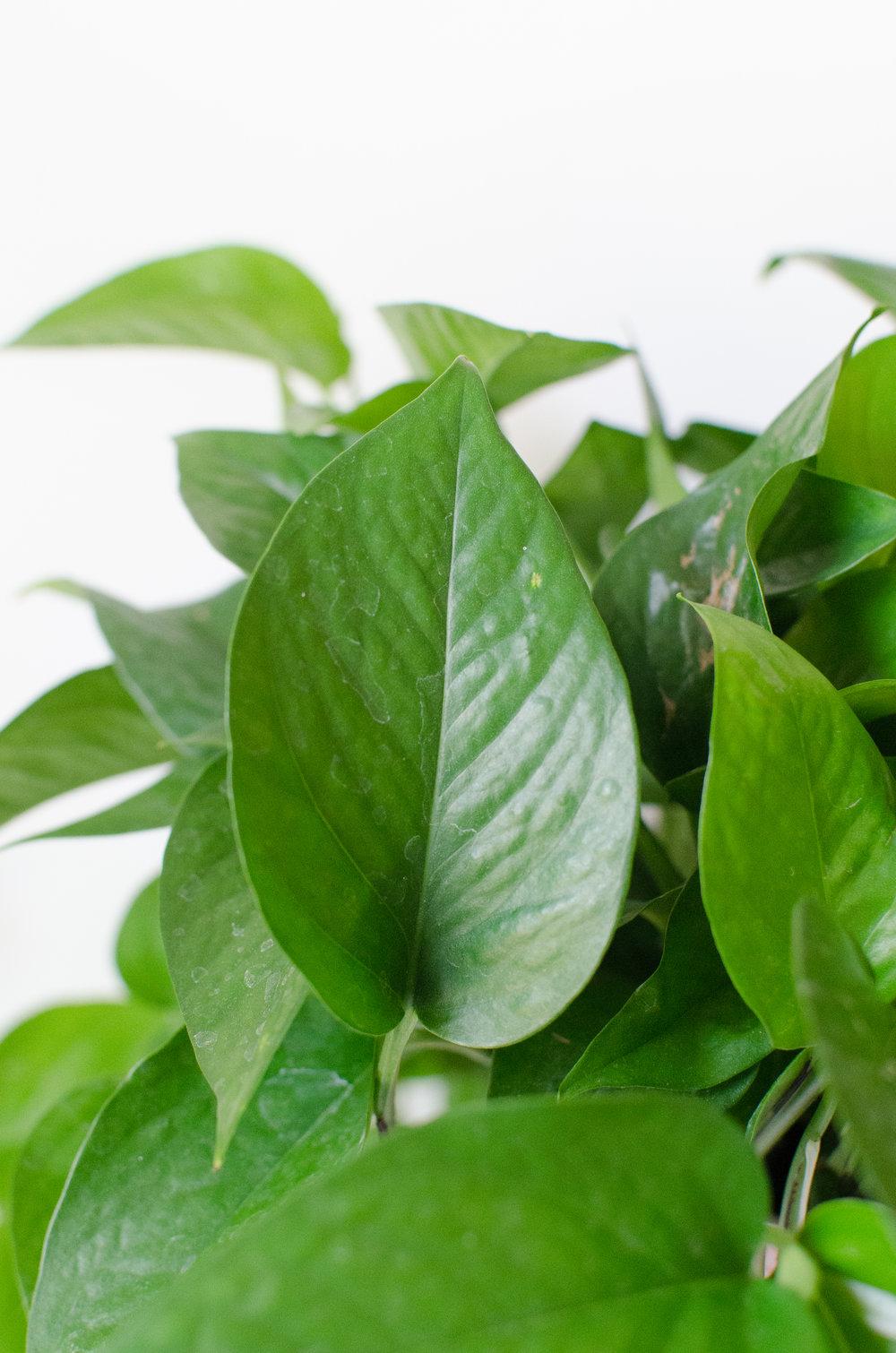 Pothos Epipremnum Aureum Jade - View 7 from www redcrocus com