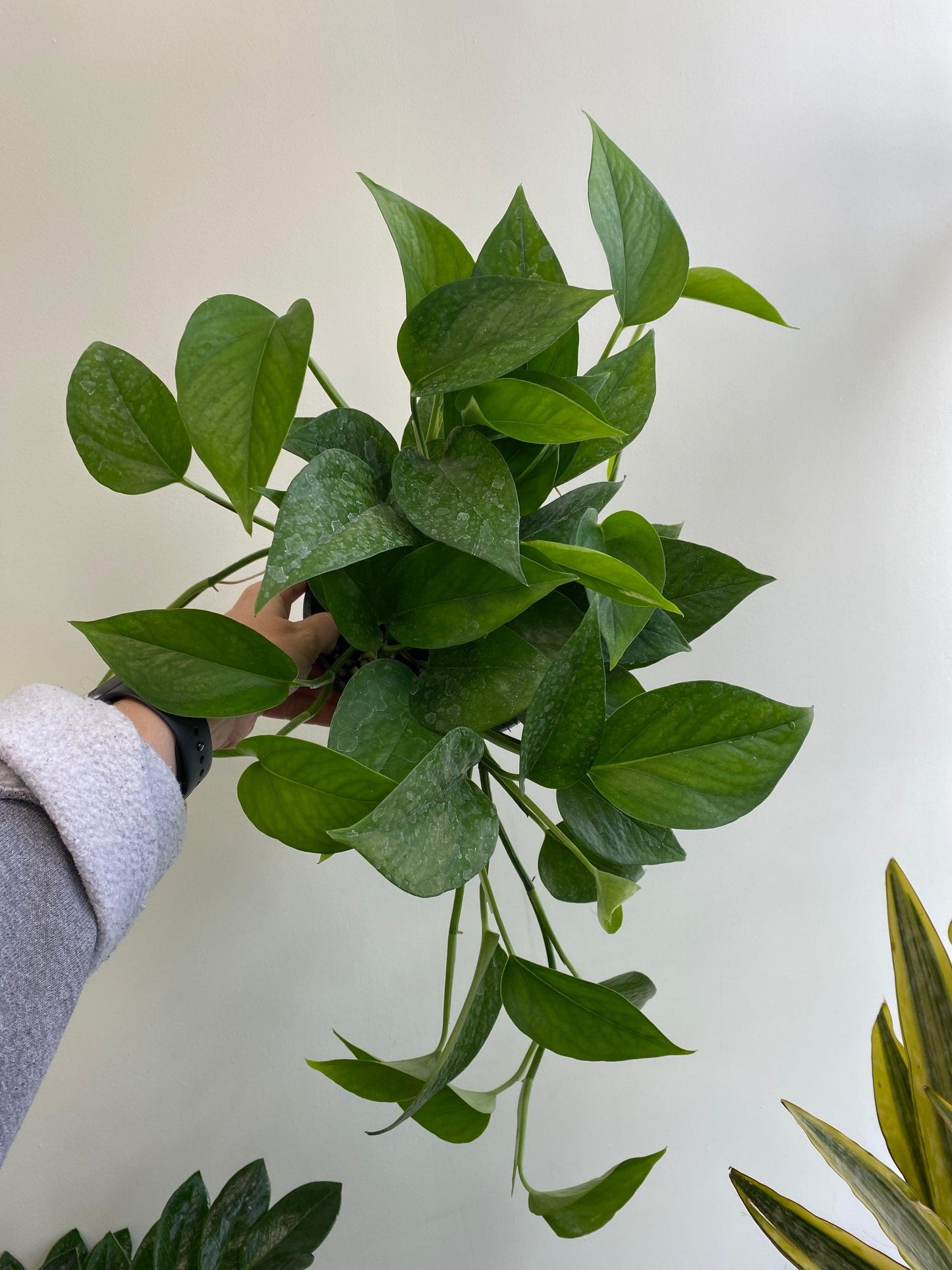 Pothos Epipremnum Aureum Jade - View 8 from www redcrocus com