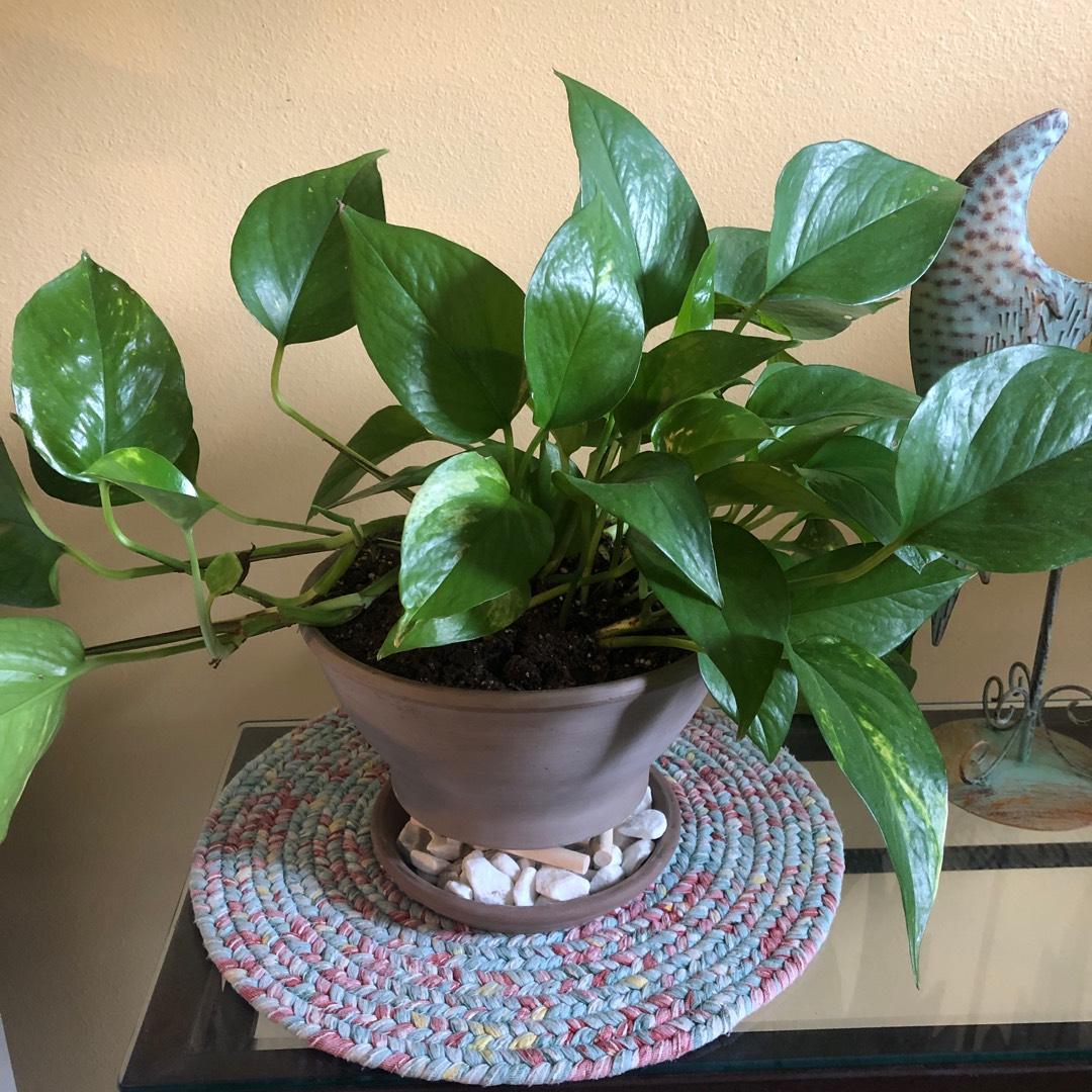 Pothos Epipremnum Aureum Jade - View 9 from www redcrocus com