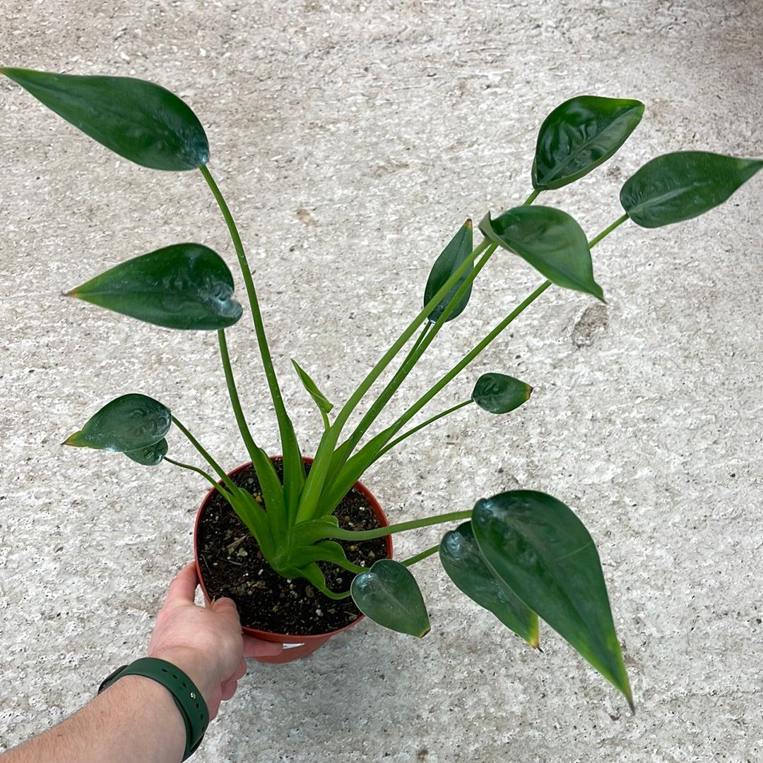 Alocasia Tiny Dancer - View 13 from www redcrocus com