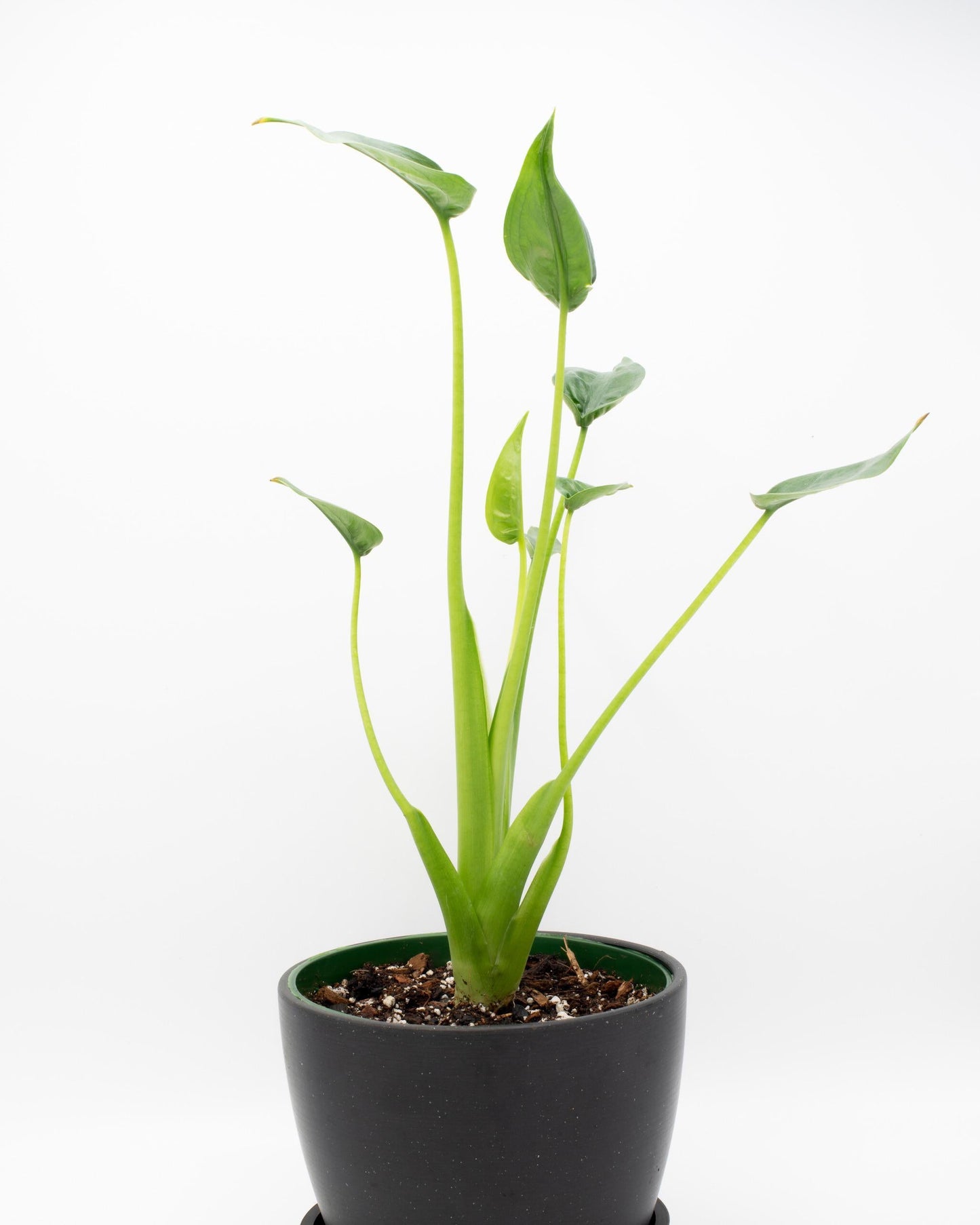 Alocasia Tiny Dancer - View 3 from www redcrocus com
