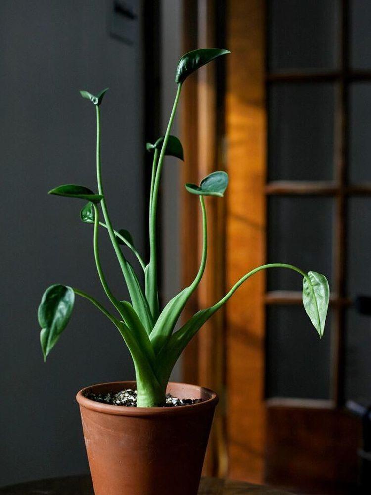 Alocasia Tiny Dancer - View 7 from www redcrocus com