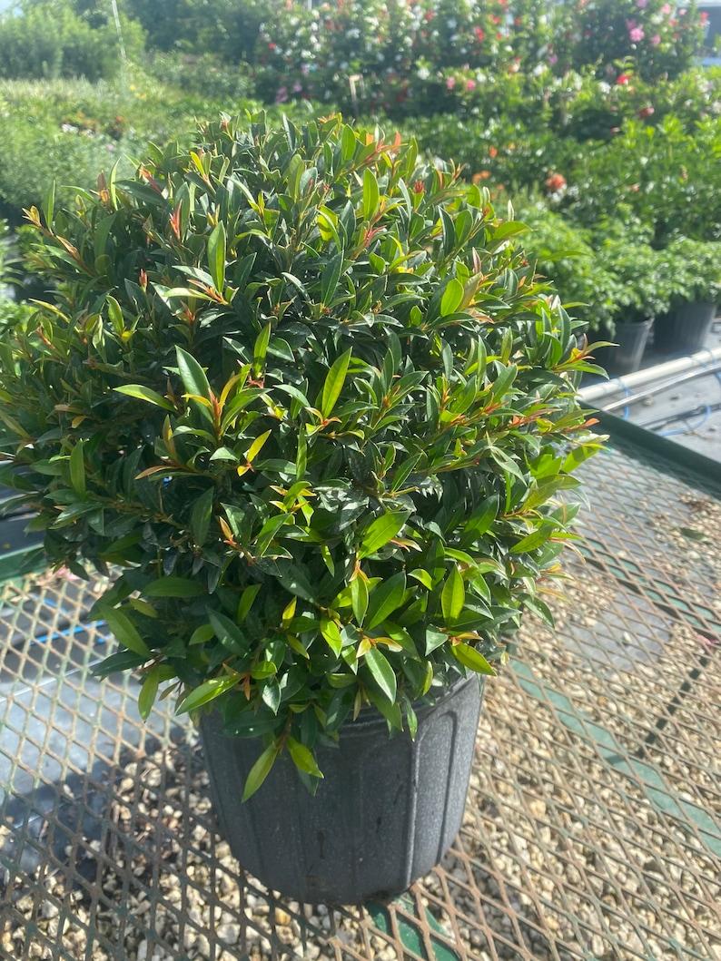 Eugenia Myrtifolia Globulus 1 Ball Standard - View 15 from www redcrocus com