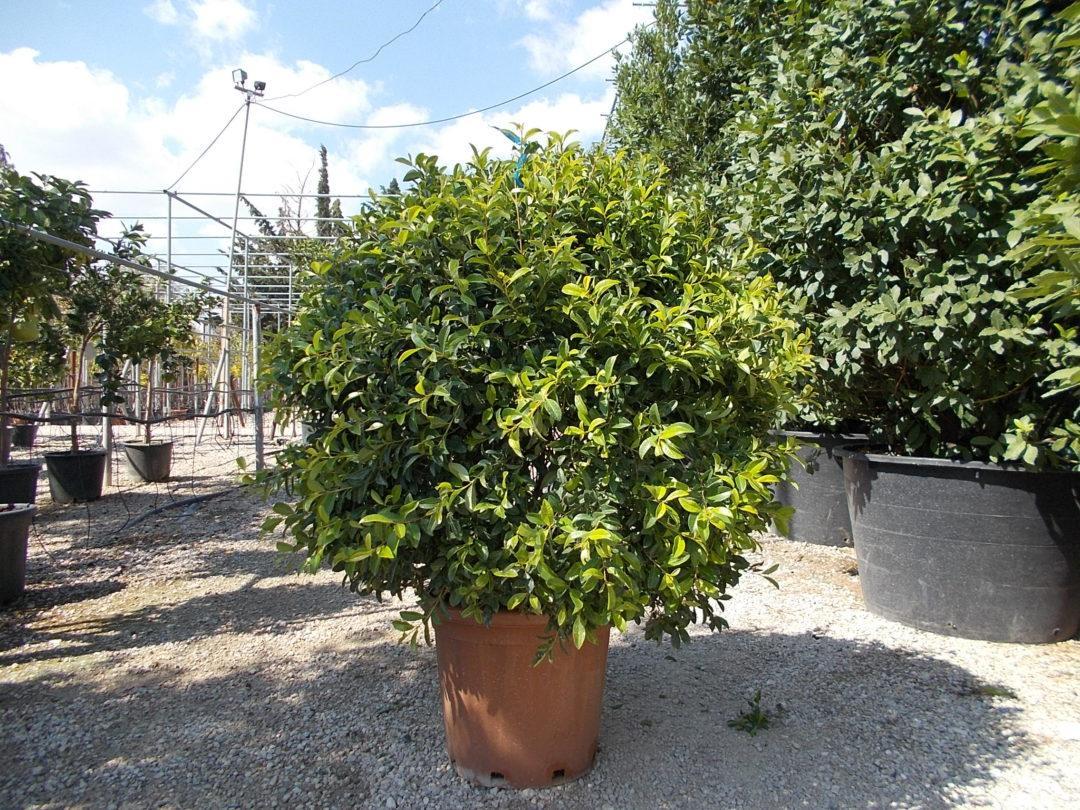 Eugenia Myrtifolia Globulus 1 Ball Standard - View 17 from www redcrocus com