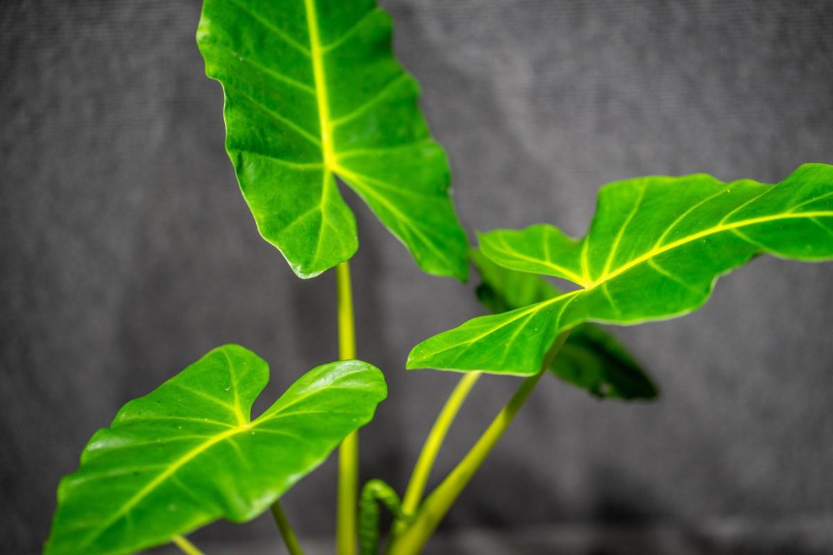 Alocasia Macrorrhiza 'lutea' - View 10 from www redcrocus com