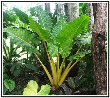 Alocasia Macrorrhiza 'lutea' - View 15 from www redcrocus com