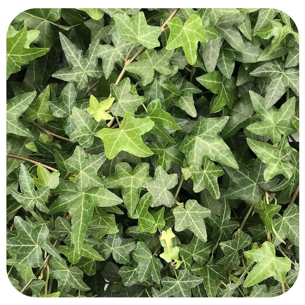Hedera Helix, Green Ivy - View 12 from www redcrocus com
