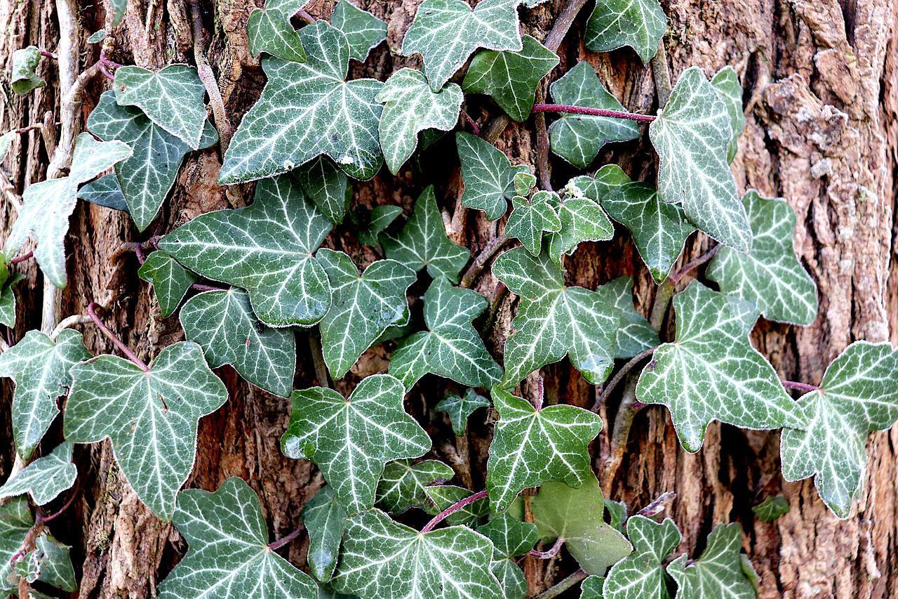 Hedera Helix, Green Ivy - View 14 from www redcrocus com