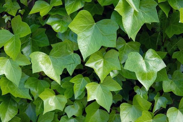 Hedera Helix, Green Ivy - View 18 from www redcrocus com
