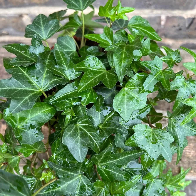 Hedera Helix, Green Ivy - View 5 from www redcrocus com
