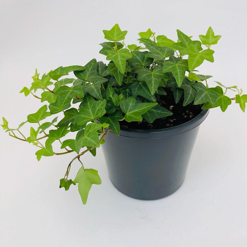 Hedera Helix Green Ivy - View 16 from www redcrocus com