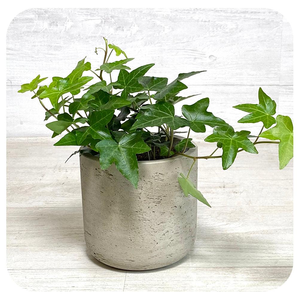 Hedera Helix Green Ivy - View 17 from www redcrocus com