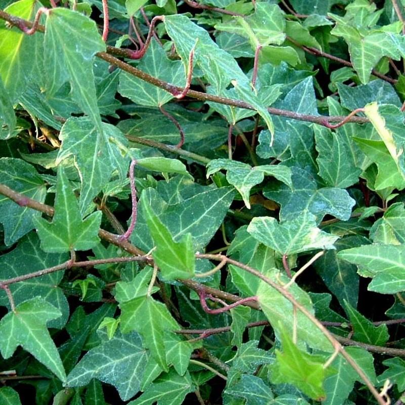 Hedera Helix Green Ivy - View 2 from www redcrocus com