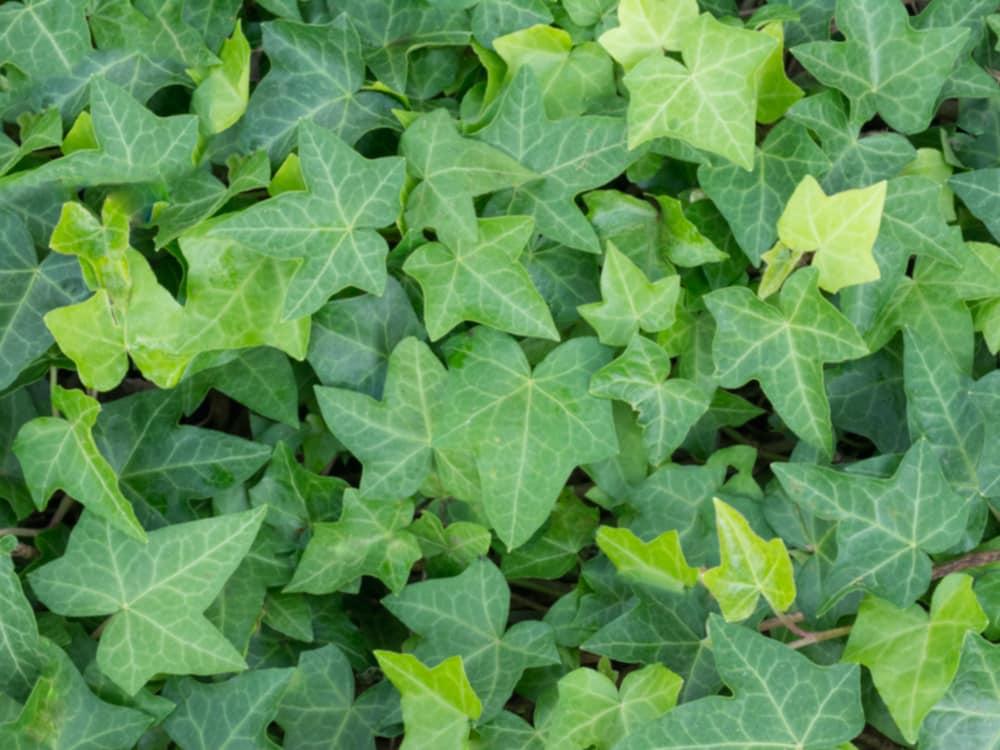 Hedera Helix Green Ivy - View 5 from www redcrocus com