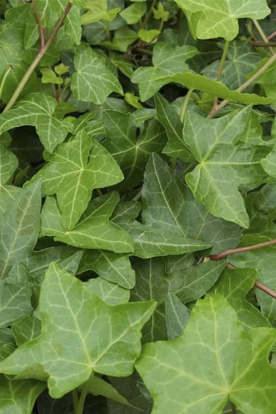 Hedera Helix Green Ivy - View 9 from www redcrocus com