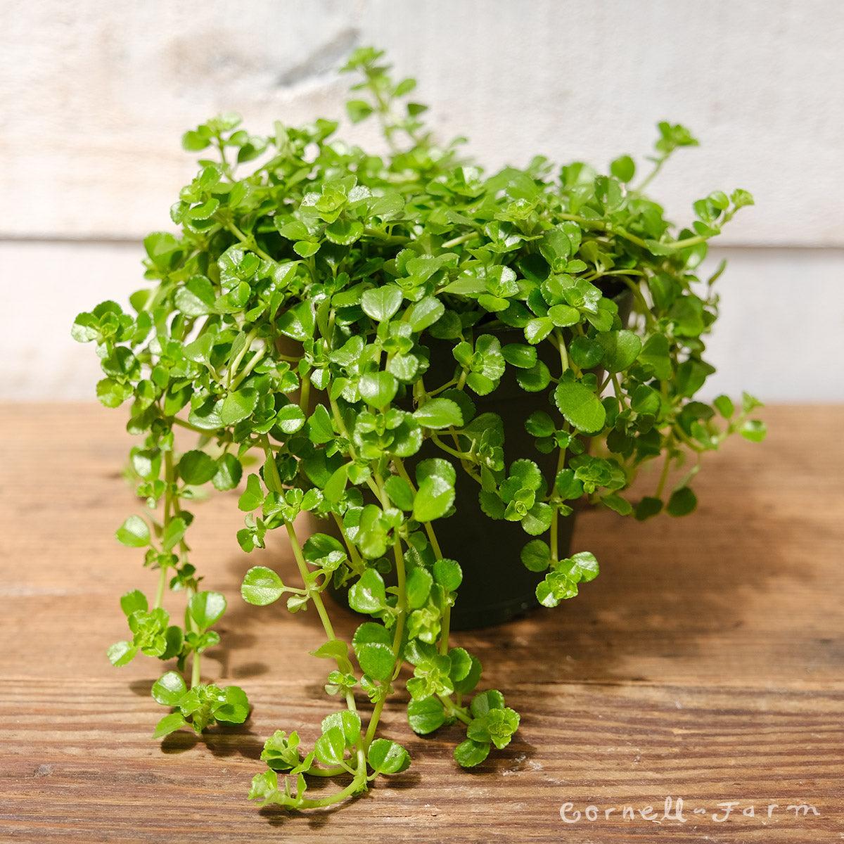 Pilea Depressa Tiny Tears - View 11 from www redcrocus com