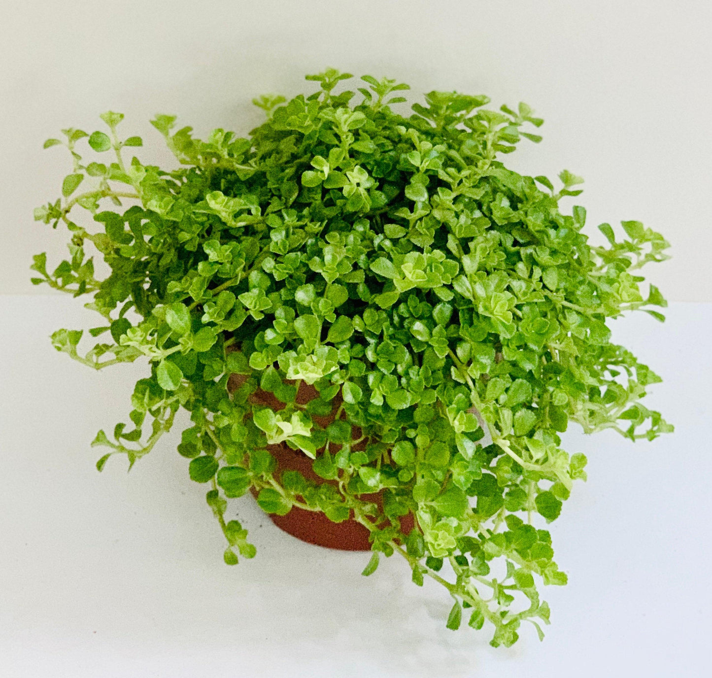 Pilea Depressa Tiny Tears - View 3 from www redcrocus com