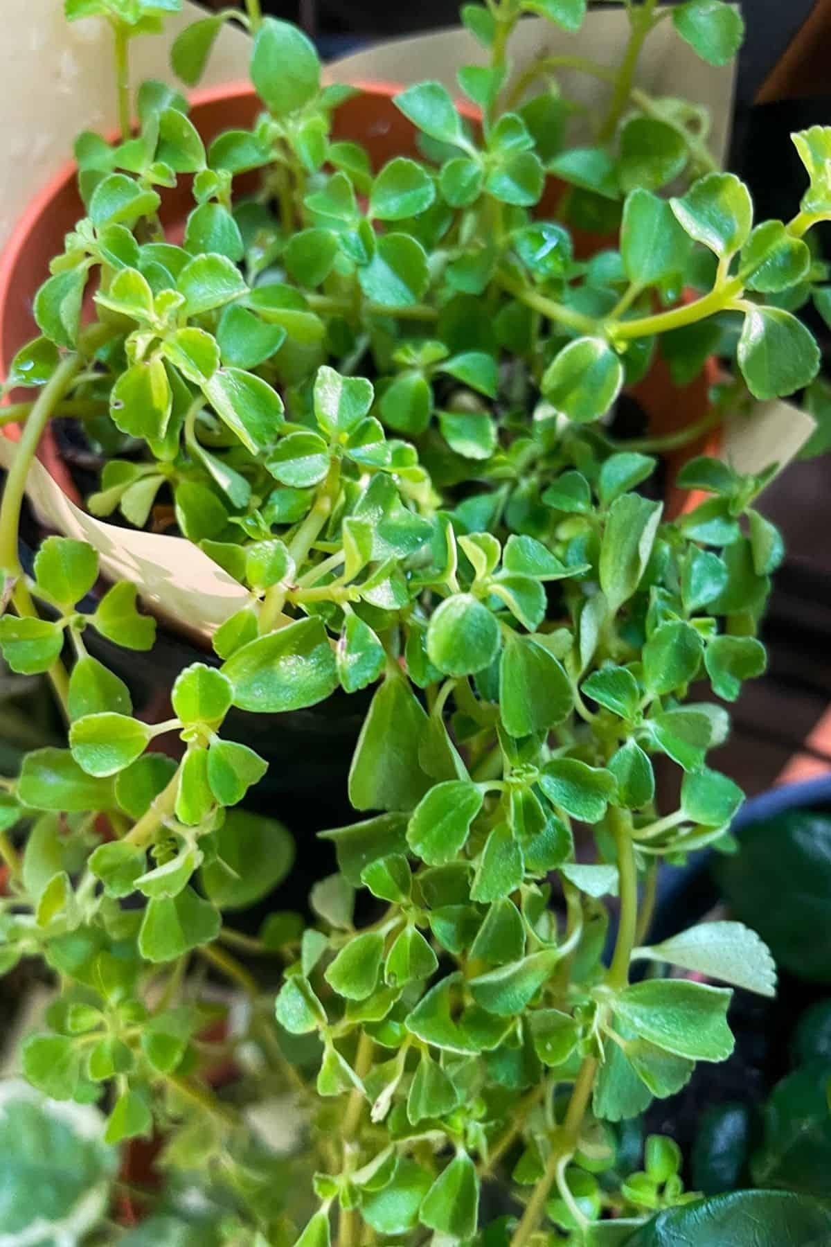 Pilea Depressa Tiny Tears - View 9 from www redcrocus com