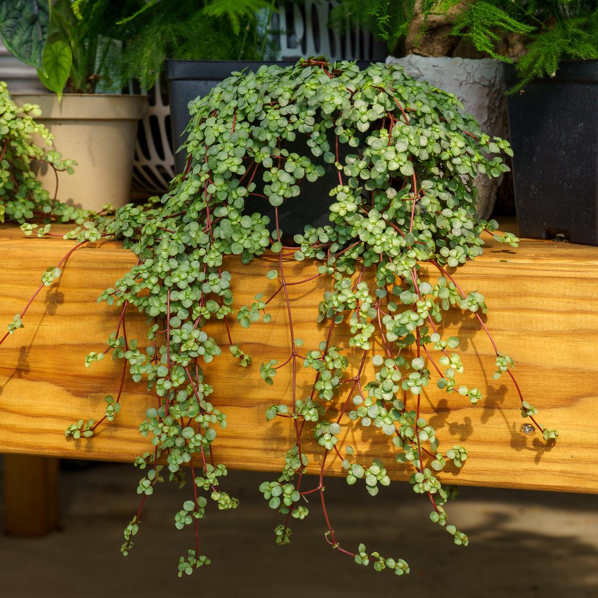 Pilea Glauca 'aquamarine' - View 12 from www redcrocus com