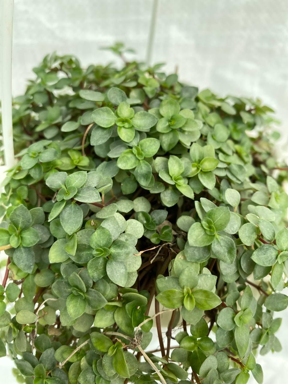 Pilea Glauca 'aquamarine' - View 19 from www redcrocus com