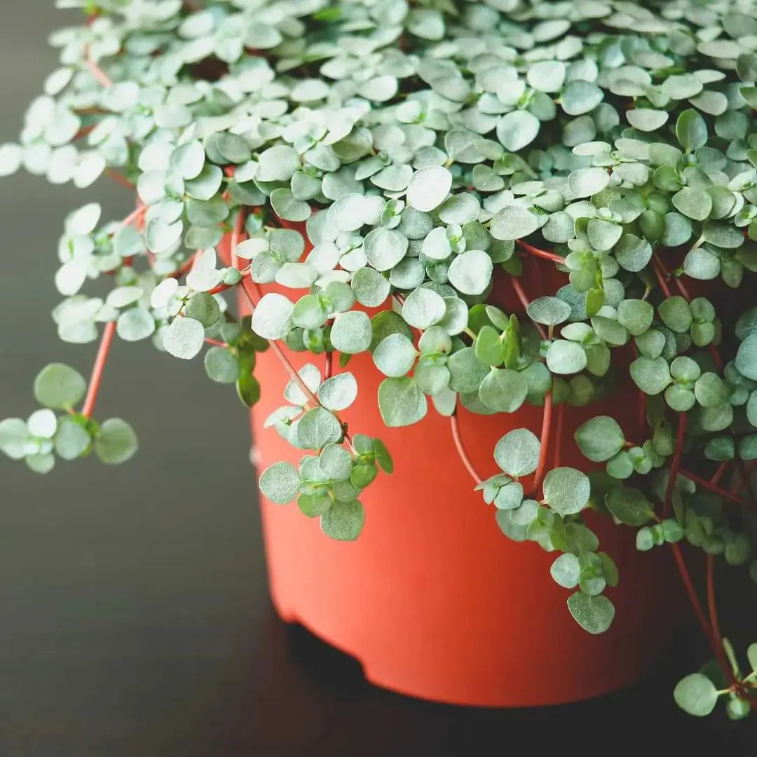Pilea Glauca 'aquamarine' - View 2 from www redcrocus com