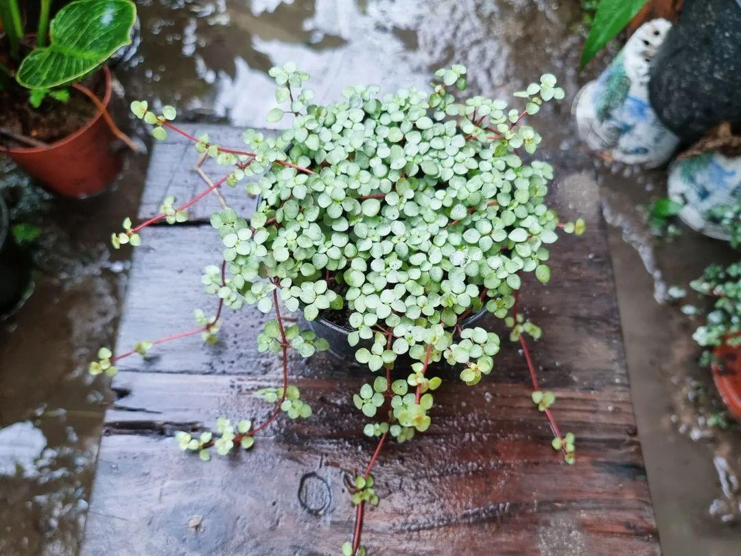 Pilea Glauca 'aquamarine' - View 4 from www redcrocus com