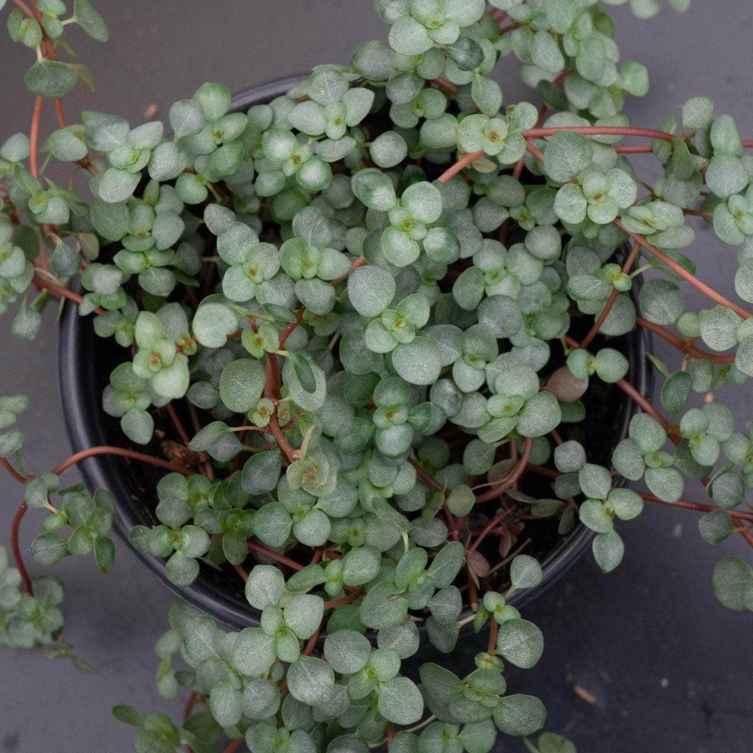 Pilea Glauca 'aquamarine' - View 7 from www redcrocus com
