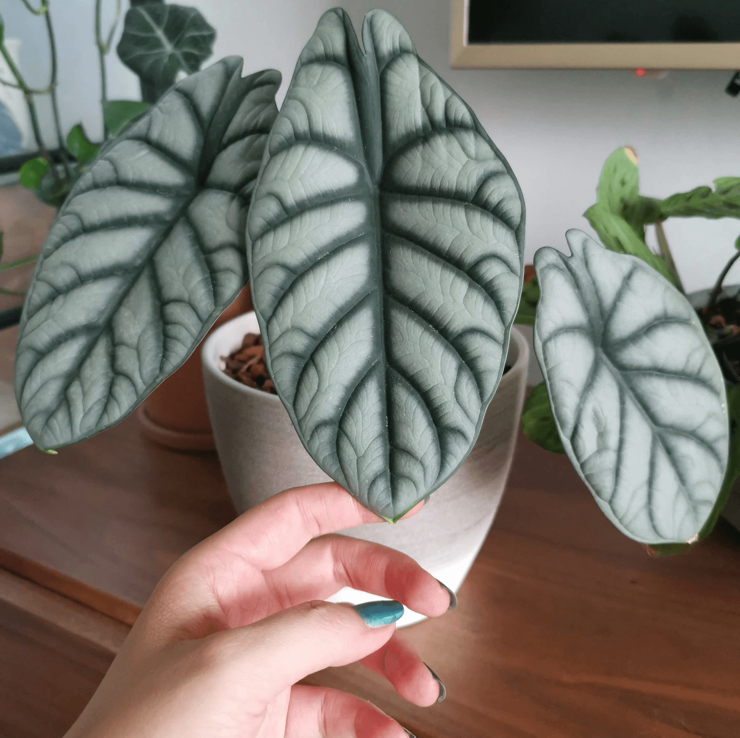 Alocasia Silver Dragon - View 19 from www redcrocus com