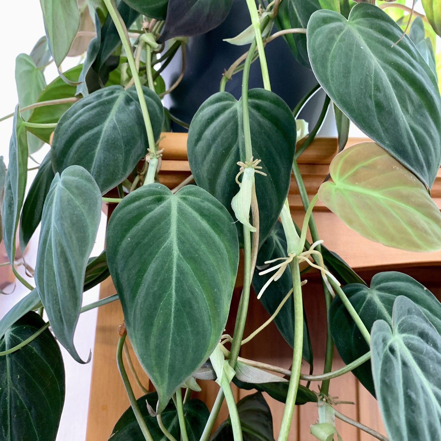 Philodendron Micans - View 10 from www redcrocus com