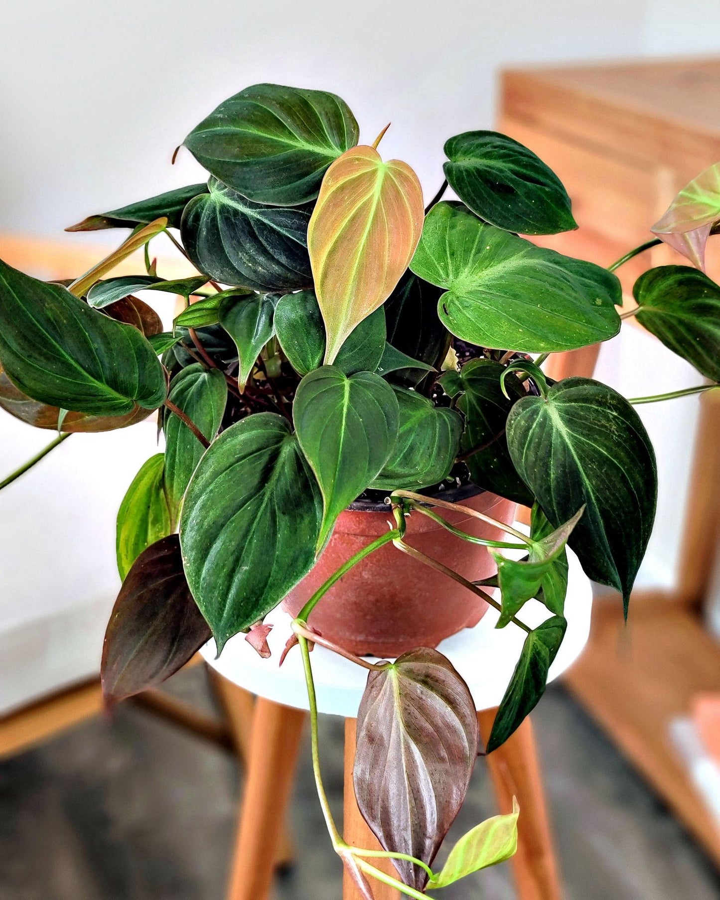 Philodendron Micans - View 11 from www redcrocus com