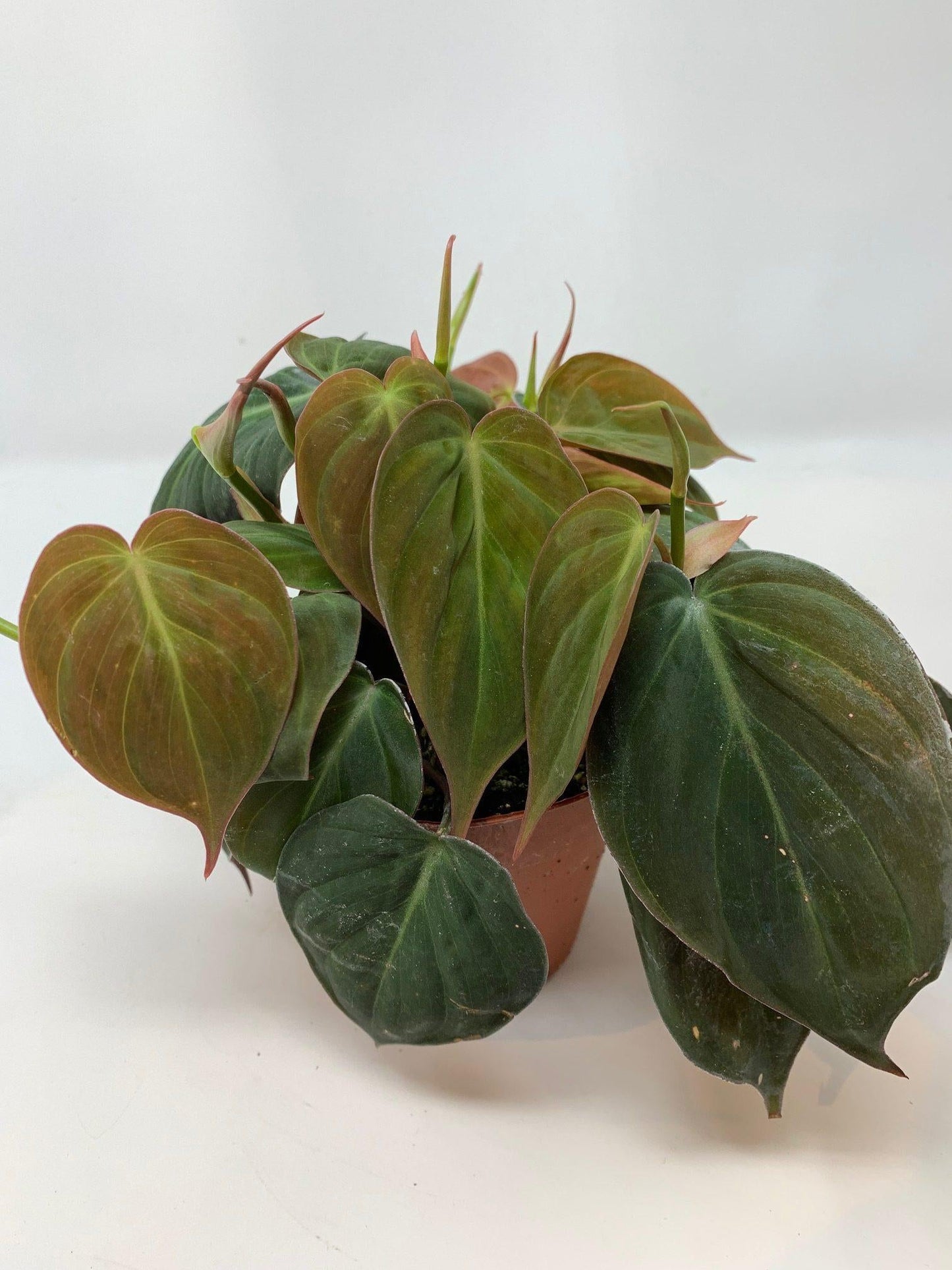 Philodendron Micans - View 12 from www redcrocus com