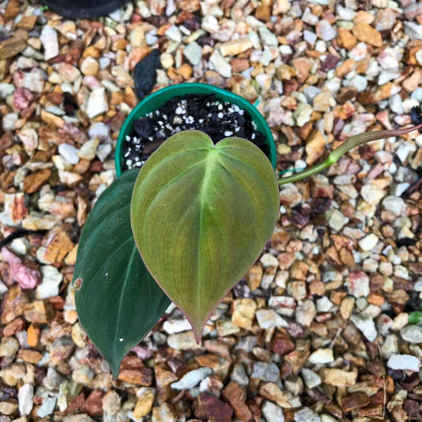 Philodendron Micans - View 14 from www redcrocus com