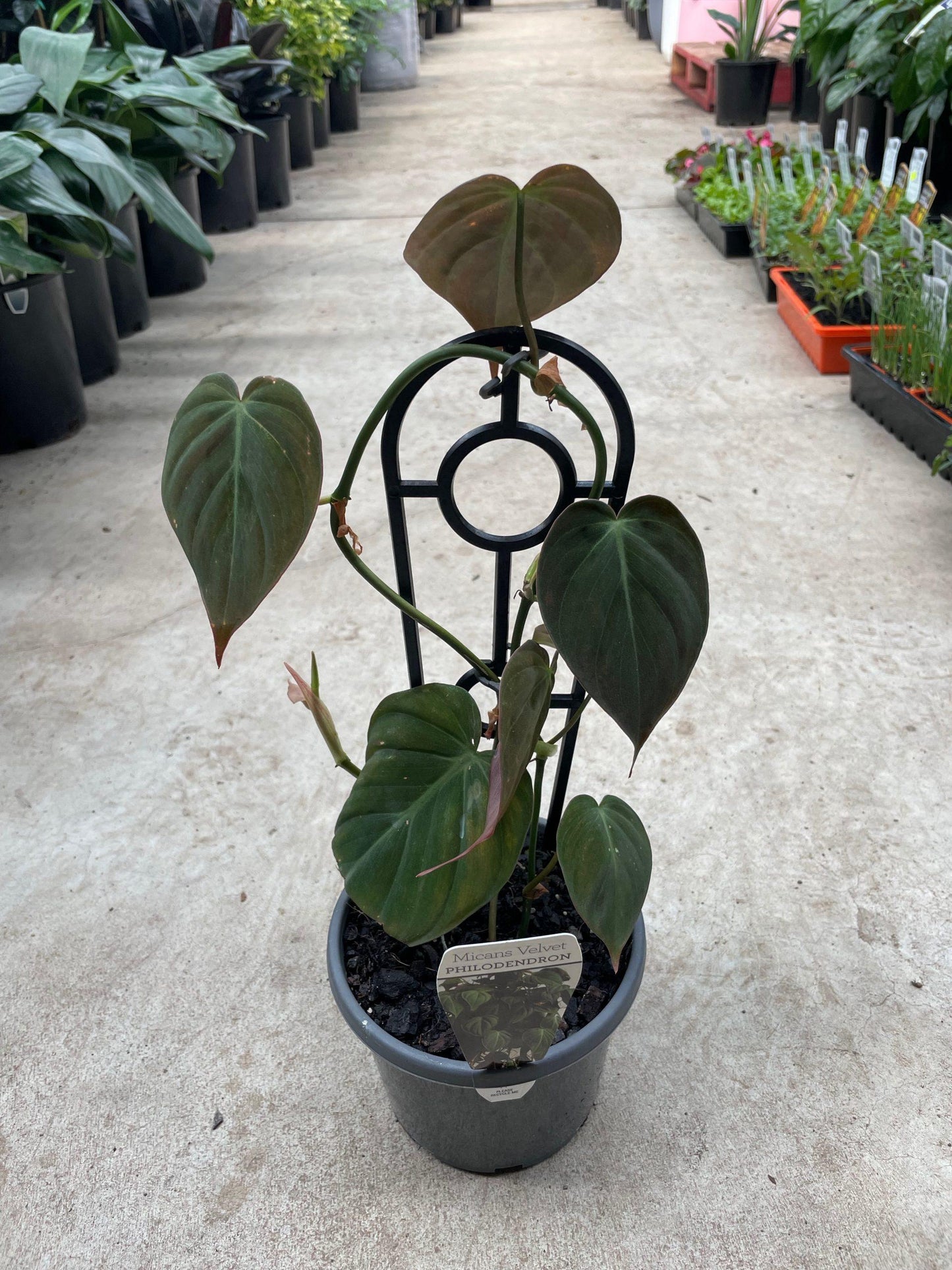 Philodendron Micans - View 15 from www redcrocus com