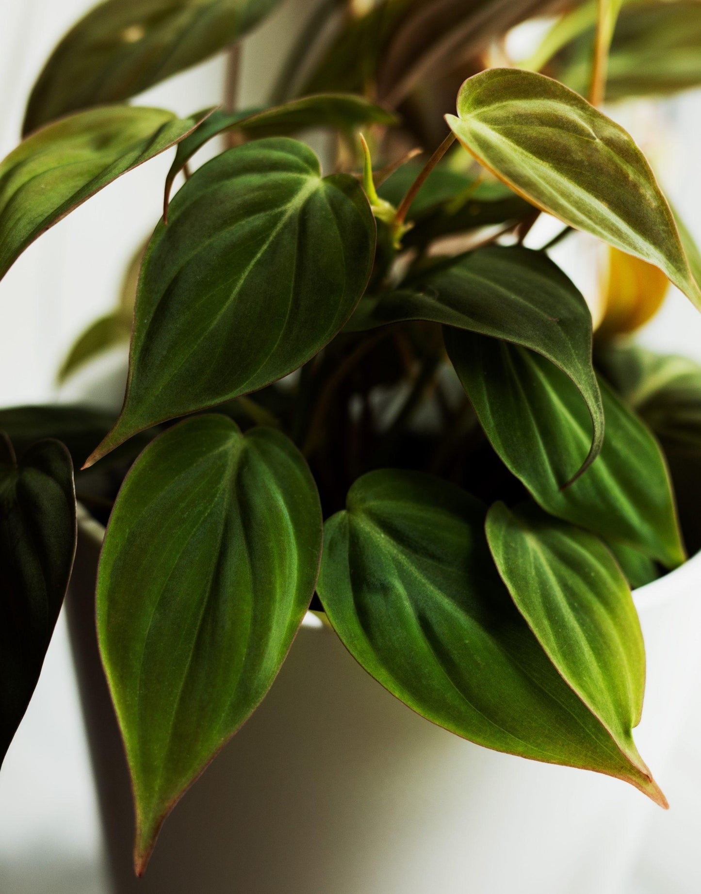 Philodendron Micans - View 16 from www redcrocus com