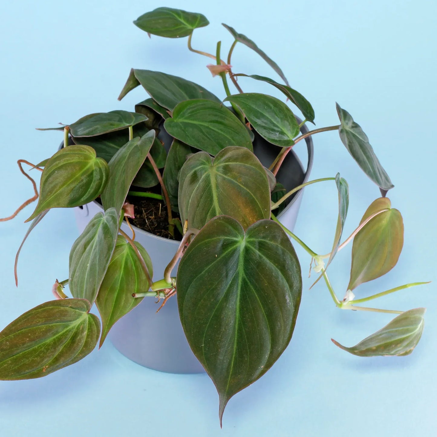 Philodendron Micans - View 17 from www redcrocus com