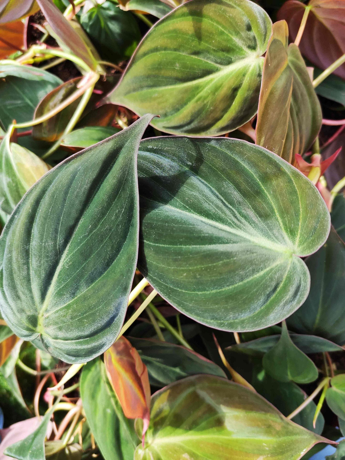 Philodendron Micans - View 17 from www redcrocus com