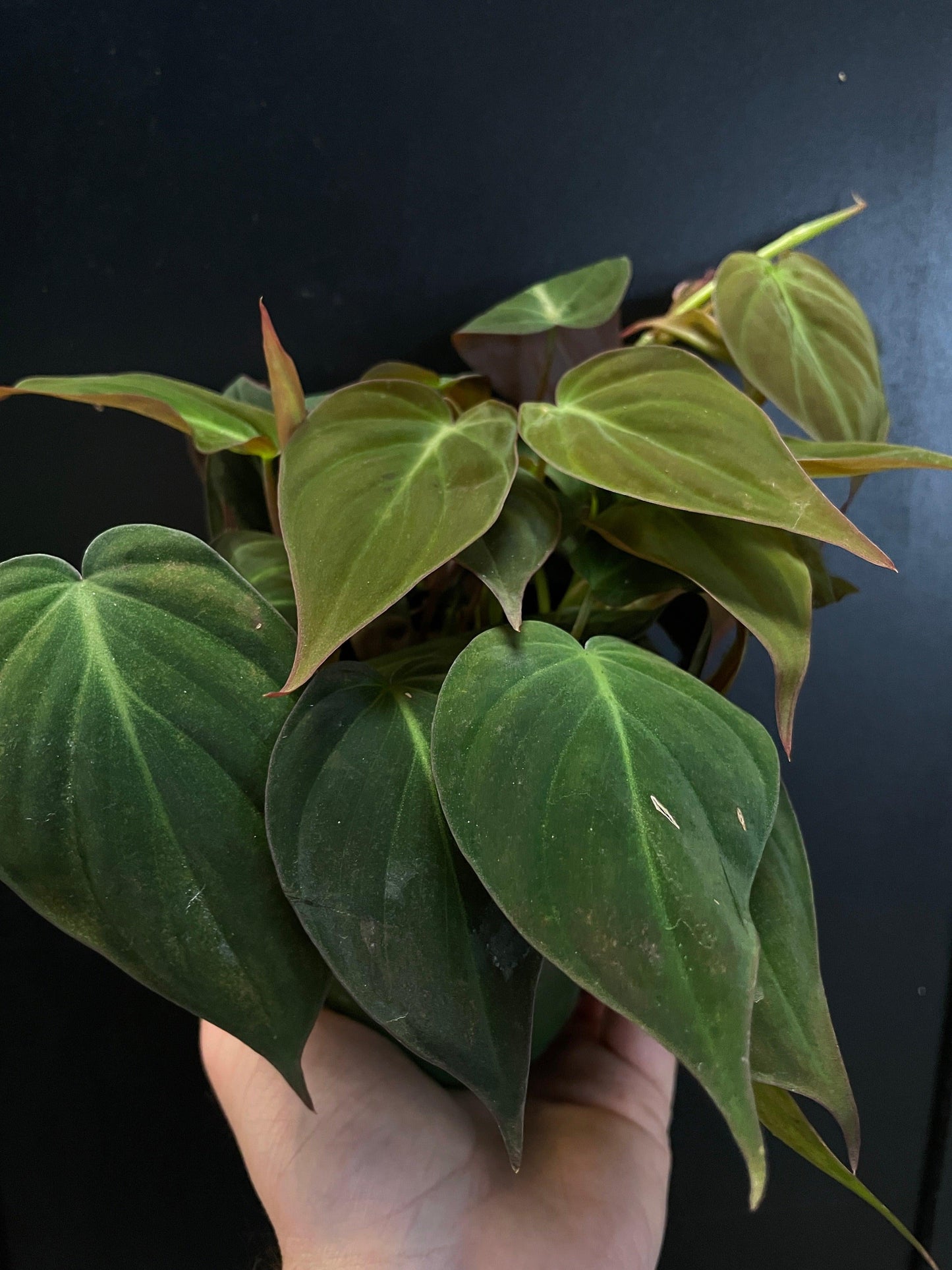 Philodendron Micans - View 18 from www redcrocus com