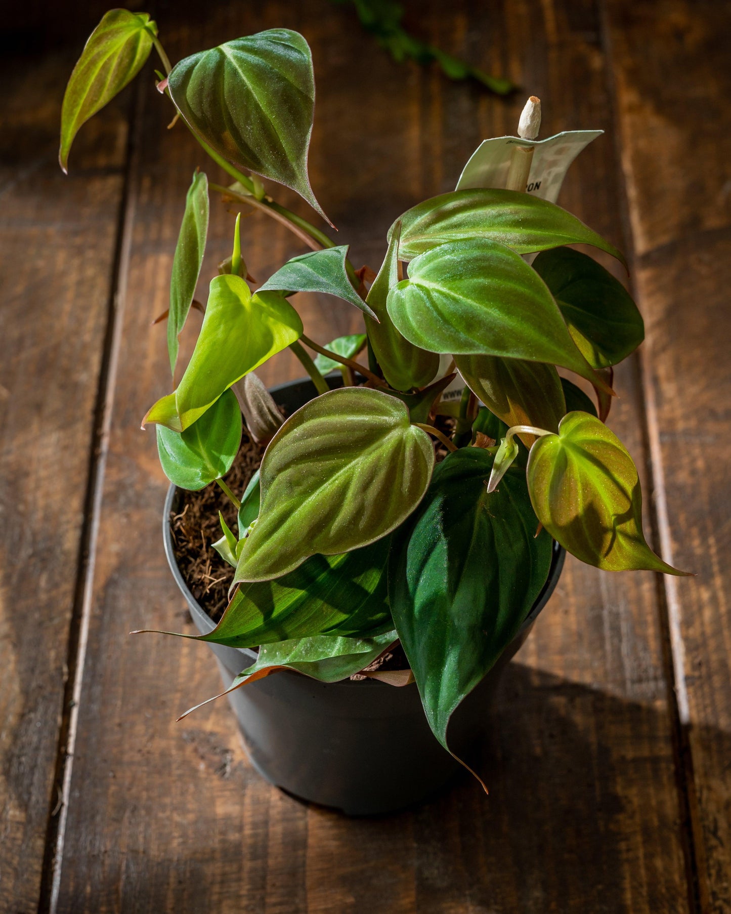 Philodendron Micans - View 19 from www redcrocus com