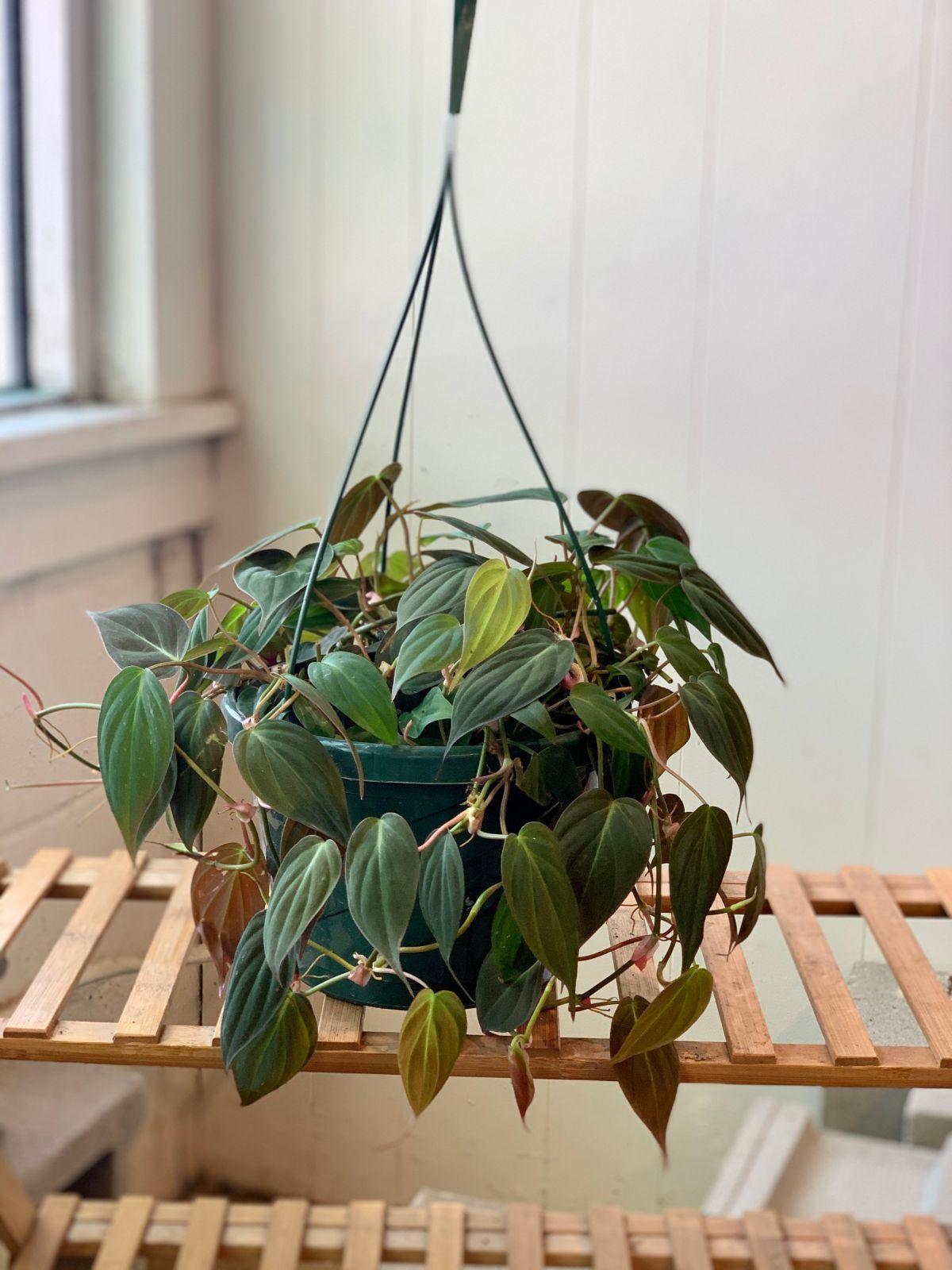 Philodendron Micans - View 1 from www redcrocus com